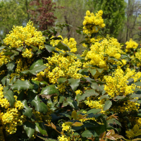 Магонія падуболістна купить