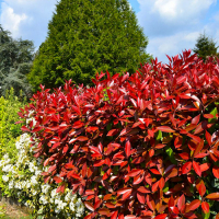 Фотиния Фразера Динамо Ред купить