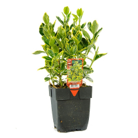 Бересклет японський Marieke купить