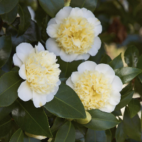 Камелия японская Brushfields Yellow купить