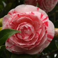 Камелия японская Биколор купить