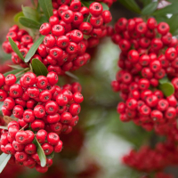 Пираканта Ред Стар купить