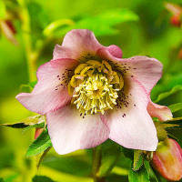 Морозник Претти Эллен Пинк купить