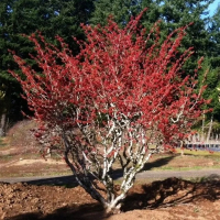 Гамамелис средний Диана купить