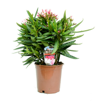 Олеандр розовый купить