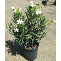 Олеандр белый купить