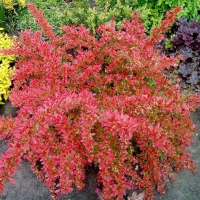 Барбарис Тунберга Оранж Дрім купить