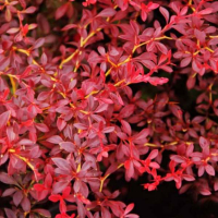 Барбарис Тунберга Ред Дрим купить