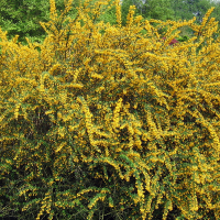 Барбарис вузьколистий купить