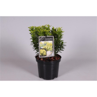 Бересклет японский Happiness купить