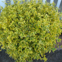 Бересклет японський Мікрофілус Ауреоварієгатус купить