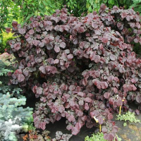 Лещина обыкновенная Ред Маджестик купить