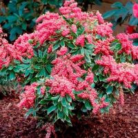 Пиерис японский Passion купить