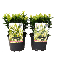 Бересклет японский Francien купить