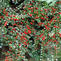 Кизильник Стрейбс Финдлинг купить