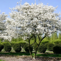 Ирга Ламарка купить