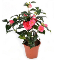 Камелія японика купить