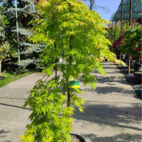 Клен веерный Cascade Gold штамб купить