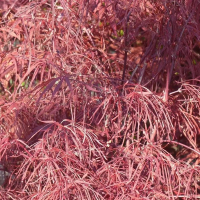 Клен веерный Enkan купить