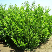 Лавровішня Ротундифолія купить