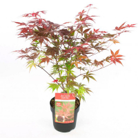 Клен веерный Атропурпуреум купить