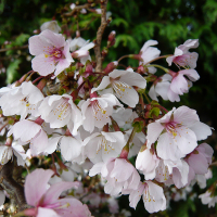Слива японская (Сакура) Койо-но-май купить