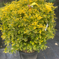 Бересклет японський елегантний Aureus купить