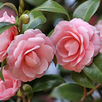 Камелия микс штамб купить