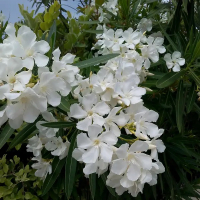 Олеандр Bianco штамб купить