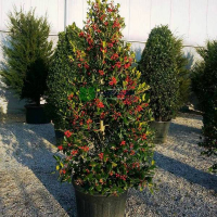 Падуб мучегара Нелле Стівенс купить