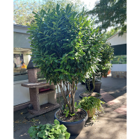 Лавровишня Caucasica мультиштамб купить