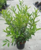 Лавровишня Renault купить