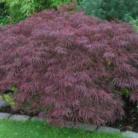 Клен пальмолистный Диссектум Нигрум купить