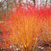 Дерен криваво-червоний Midwinter Fire купить