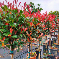 Фотиния Ред Робин на штамбе купить