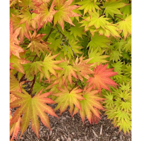 Клен Shirasawanum Jordan купить