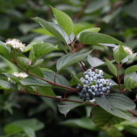 Дерен білий Сибірика купить