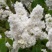 Сирень обыкновенная Леся Украинка купить