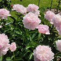 Півонія Catharina Fontijn купить