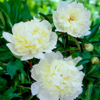 Пион Duchesse de Nemours купить