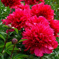 Пион Many Happy Returns купить