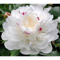 Пион Festiva Maxima купить