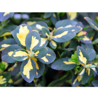 Бересклет Форчуна Інтерболві купить