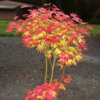 Клен Shirasawanum Jordan купить