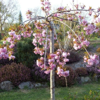 Слива японская (Сакура) Кику-Шидаре штамб купить