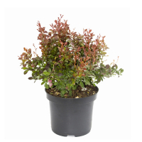 Барбарис Тунберга Атропурпуреа Нана купить