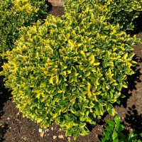 Бересклет японський Ovatus Aureus купить