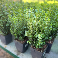 Буксус вічнозелений Newgen Freedom купить