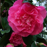 Камелия купить