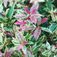 Падуб гостролистий Інграмі купить